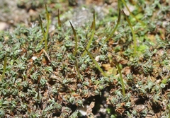 Syntrichia