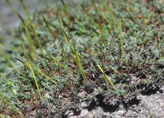 Syntrichia