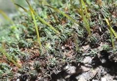 Syntrichia