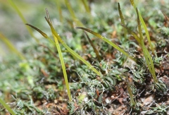 Syntrichia