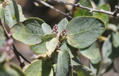 Ceanothus leucodermis