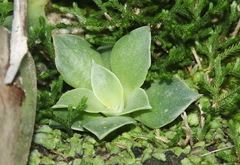 Dudleya cymosa pumila