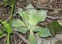 Dudleya cymosa pumila