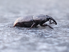 Sphenophorus venatus