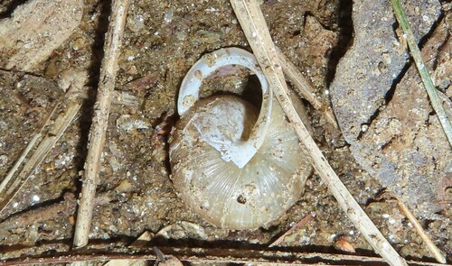 Helix dentifera, 2023-01-21