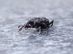 Sphenophorus venatus