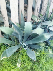 Agave americana