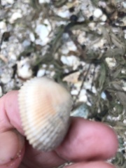 Anadara transversa
