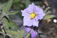 Solanum umbelliferum