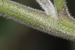 Solanum umbelliferum
