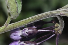 Solanum umbelliferum