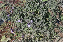 Solanum umbelliferum