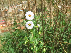 Lycianthes lycioides