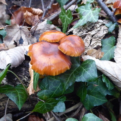 Flammulina