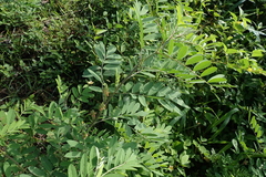 Indigofera suffruticosa