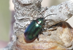 Altica torquata