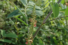 Indigofera suffruticosa