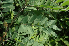 Indigofera suffruticosa