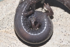 Batrachoseps gabrieli