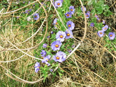 Lycianthes lycioides