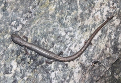 Batrachoseps gabrieli