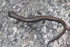 Batrachoseps gabrieli