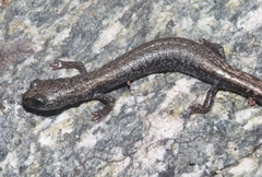 Batrachoseps gabrieli