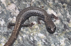 Batrachoseps gabrieli