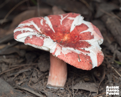 Russula persanguinea