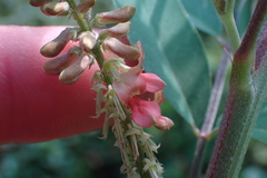 Indigofera suffruticosa