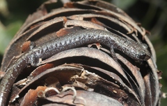 Batrachoseps gabrieli