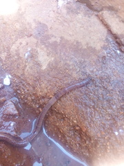 Lumbricidae