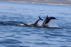 Sagmatias obscurus