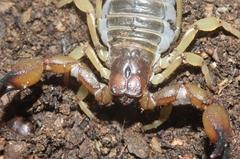 Anuroctonus pococki
