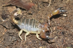 Anuroctonus pococki