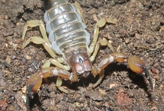 Anuroctonus pococki