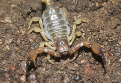 Anuroctonus pococki