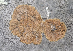 Lecanora mellea