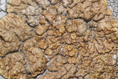 Lecanora mellea