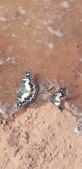 Papilio demoleus sthenelus