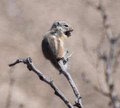 Ammospermophilus interpres