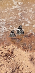 Papilio demoleus sthenelus
