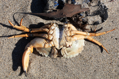 Metacarcinus anthonyi