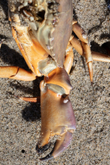 Metacarcinus anthonyi