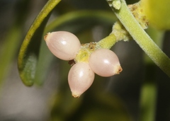Phoradendron villosum