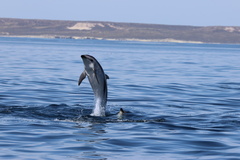 Sagmatias obscurus