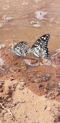 Papilio demoleus sthenelus