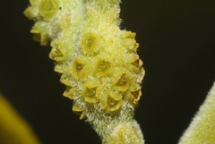 Phoradendron villosum