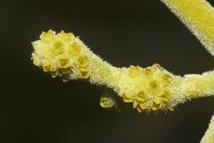 Phoradendron villosum