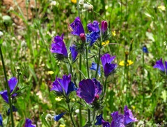Echium plantagineum